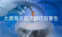 太原海关首次截获有害生物突叶并盾蚧